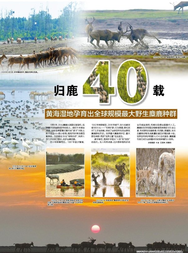 查查配配资 归鹿40载 黄海湿地孕育出全球规模最大野生麋鹿种群